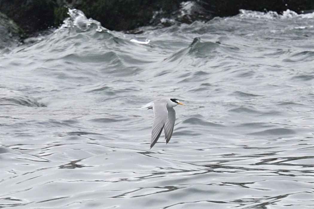 Little Tern